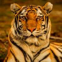 Tiger Sounds on 9Apps