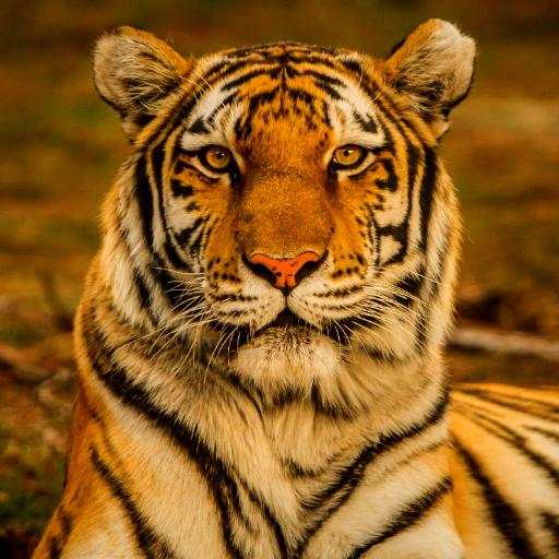 Tiger Sounds 3.5