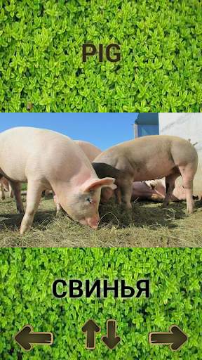 🐷 Животные для детей, руски език 🐷 скриншот 2
