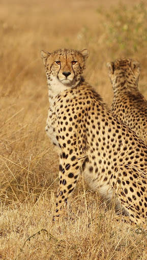 Cheetah Wallpapers : backgrounds hd screenshot 7