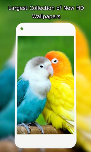 Birds Wallpaper HD स्क्रीनशॉट 3