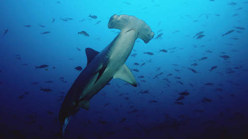 Shark Live Wallpaper (Wallpapers & Backgrounds) screenshot 4