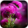 Live Wallpaper - Flowers 1.0.2.1