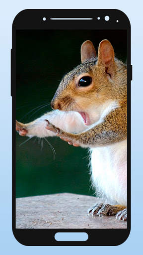 Funny Animal Wallpapers screenshot 4