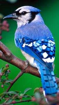 Beautiful Birds Wallpapers HD screenshot 15