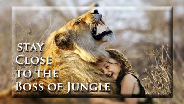 Lion Photo Editor 1 تصوير الشاشة