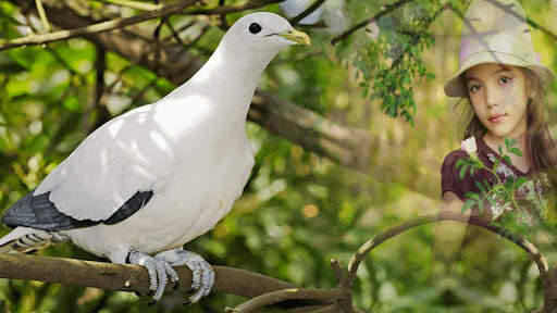 Dove Photo Frame screenshot 3