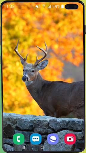 Deer Wallpaper HD screenshot 15