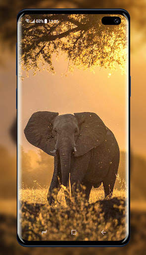 Elephant Wallpaper 3 تصوير الشاشة