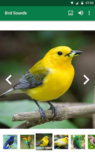 Bird Sounds screenshot 5