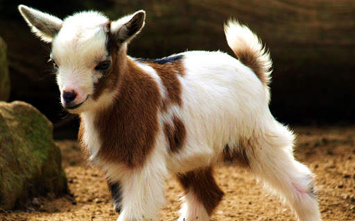 Goat Wallpapers screenshot 2