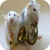 Funny Animal Pictures