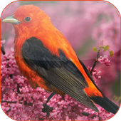 Bird Matching icon