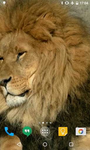 Lion HD Live Wallpaper 2 تصوير الشاشة