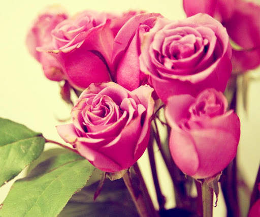 Pink Rose Wallpapers screenshot 10