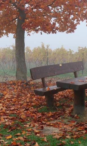 Autumn Live Wallpaper (backgrounds & themes) screenshot 4