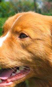 Retriever Wallpapers screenshot 3