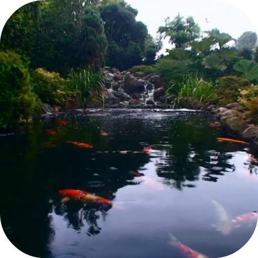 Real pond with Koi 10.0