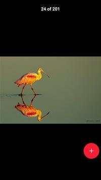 All Birds स्क्रीनशॉट 5