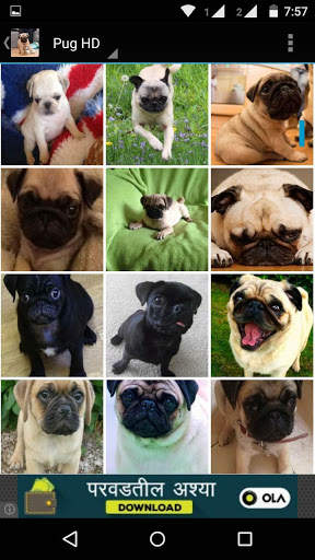 Pug Dog HD Wallpaper screenshot 5