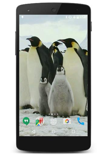 Penguins Video Live Wallpaper screenshot 4