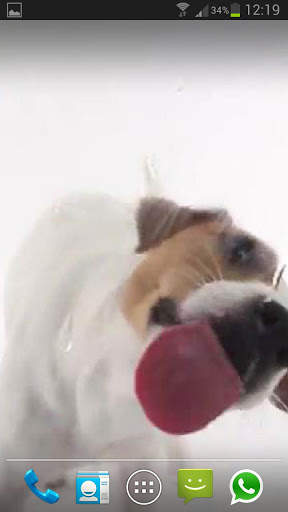 DOG LICKS SCREEN LWP FREE screenshot 4
