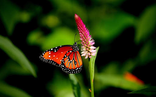 Butterfly Live Wallpaper (backgrounds) screenshot 11