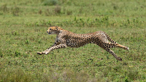 Cheetah Wallpapers : backgrounds hd screenshot 12