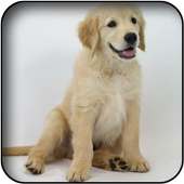 Retriever Wallpapers