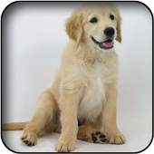 Retriever Wallpapers 5.0
