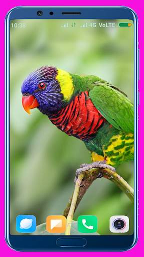 Parrot HD Wallpaper screenshot 5