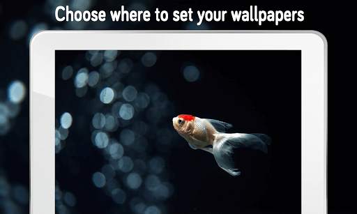 Fish Wallpaper (4k) screenshot 2