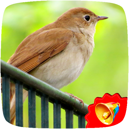 Nightingale Birds Sounds आइकन