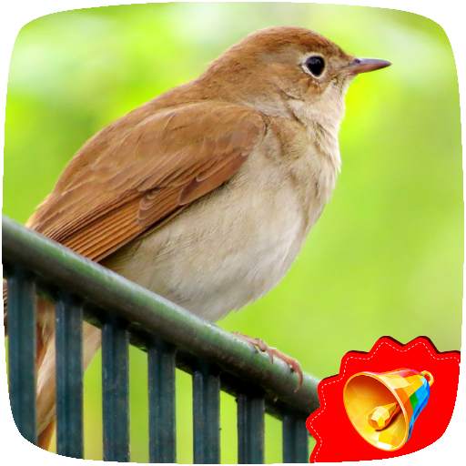 Nightingale Birds Sounds 1.0