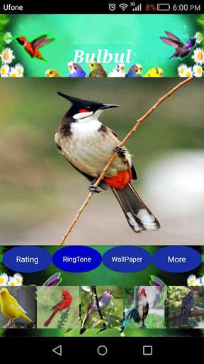 Sweet Bird Sounds Real screenshot 2