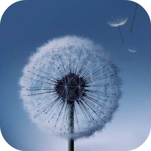 Dandelion Live Wallpaper 2.0