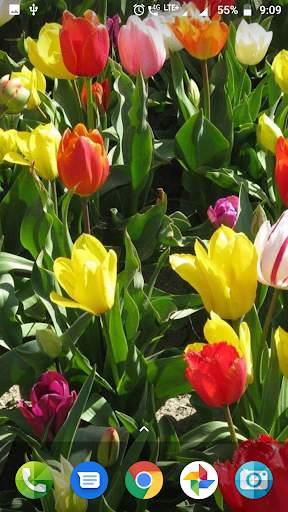 Colourful Flower Hd Wallpaper screenshot 4