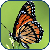 Cute Butterfly WPs أيقونة