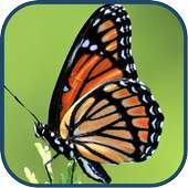 Cute Butterfly WPs 1.6