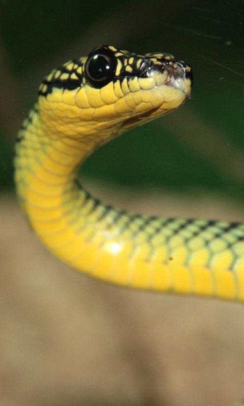 Snake Live Wallpaper : backgrounds hd स्क्रीनशॉट 1