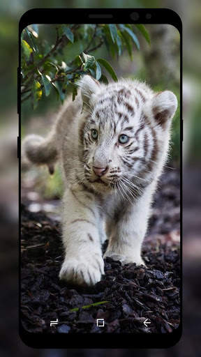 White Tiger Wallpaper HD screenshot 4