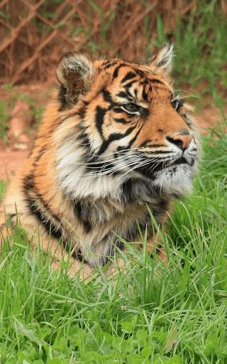Tiger Live wallpaper screenshot 3