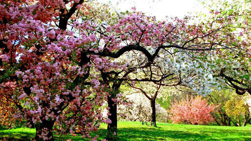 Spring Wallpapers : backgrounds hd screenshot 18