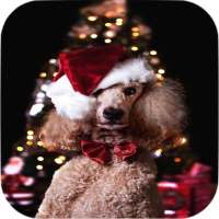 Christmas Pets Wallpapers on 9Apps