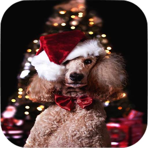 Christmas Pets Wallpapers 2.0
