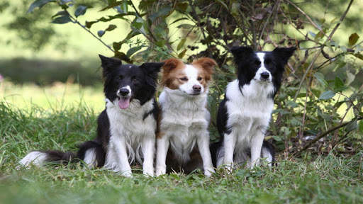 🐕 Border Collie Wallpapers – Cute Dog Wallpaper screenshot 12
