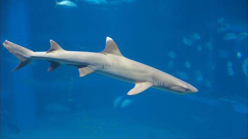 Tipped Reef Shark. Wallpapers screenshot 6