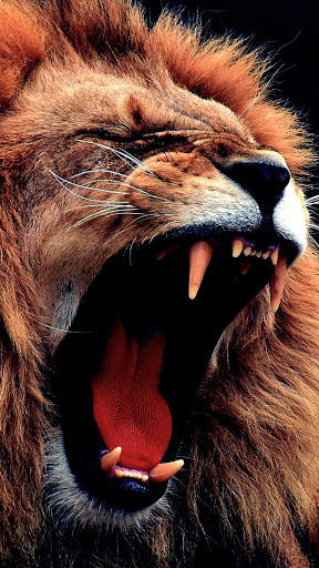 Wild Lion Live Wallpaper screenshot 7