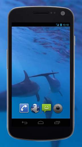 4K Dolphins Video Live Wallpaper screenshot 4