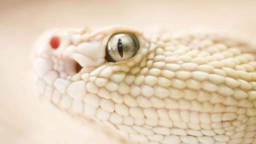 Snake Live Wallpaper screenshot 9